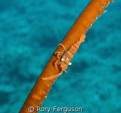 Partner shrimp on whip coral, Perhentian Islands Malaysia by Rory Ferguson 